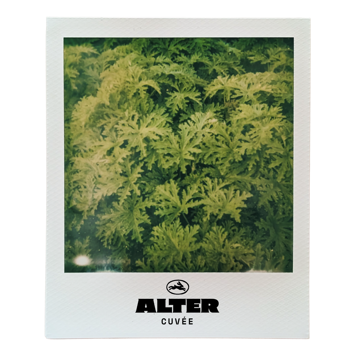 lemon geranium in the wild